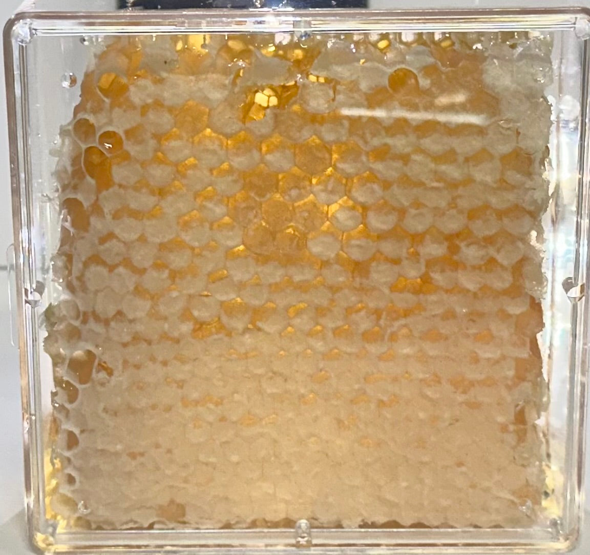 Comb Honey. Spring wildflower