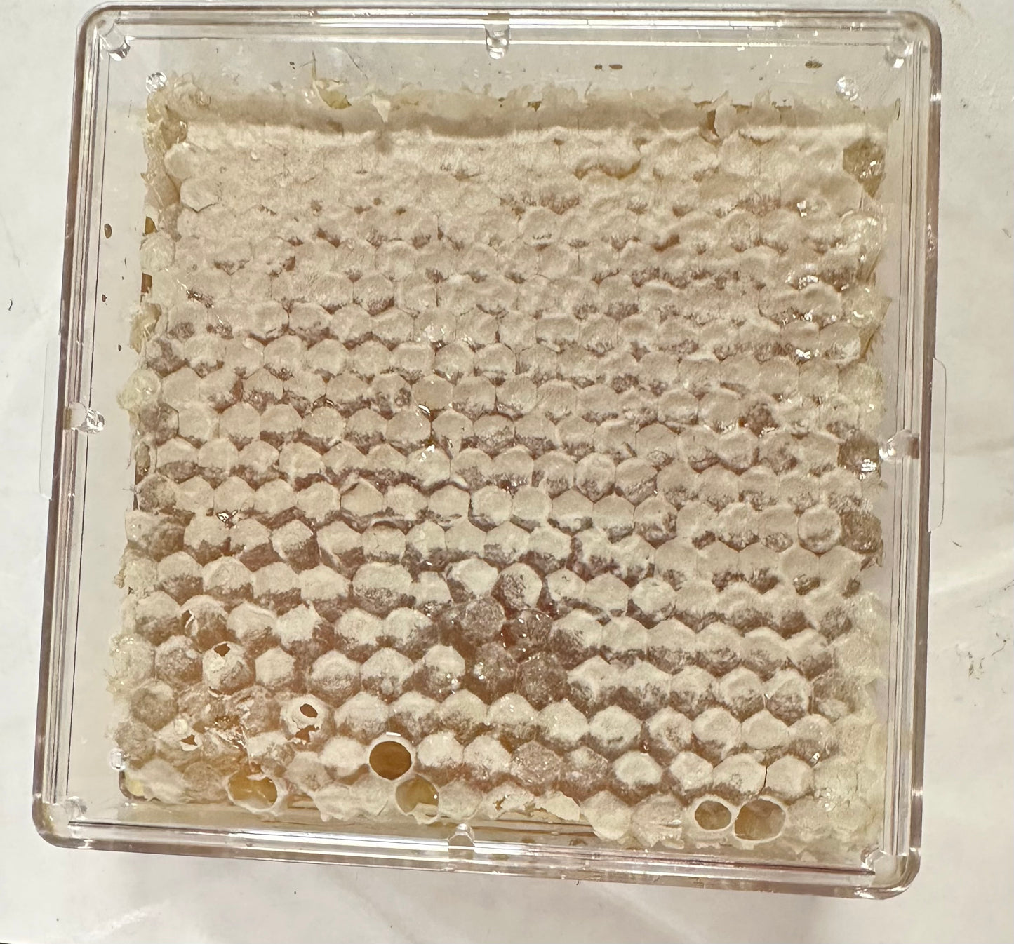 Comb Honey. Spring wildflower